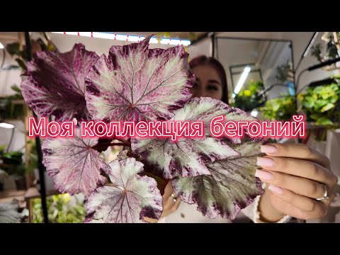 Видео: 30 бегонии в моём доме: личный обзор коллекции