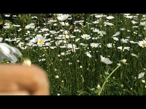 Видео: Мощный ритуал на исполнение желаний. Получи то, что хочешь! УСКОРИТЕЛЬ ИСПОЛНЕНИЯ ЖЕЛАНИЙ . Колена