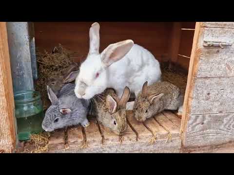 Видео: ничего не получается!