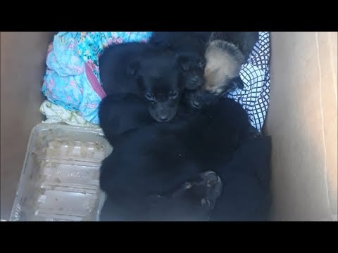 Видео: Есть ли предел беспределу?