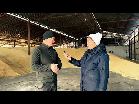 Видео: РИЗОВИТ-АКС. Соя  (Қытай бұршақ). Жетісу облысы, Сарқан ауданындағы "Абылқасымов" шаруа қожалығы.