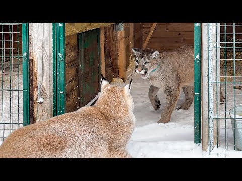 Видео: ПУМА Нала ЗНАКОМИТСЯ С РЫСЯМИ И СОБАКАМИ / Чистим снег с рысями