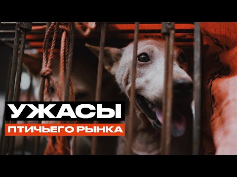 Видео: УЖАСЫ ПТИЧЬЕГО РЫНКА | PANTERIC РЕВИЗОРРО | Что ж за ЖЕСТЬ там творится?!