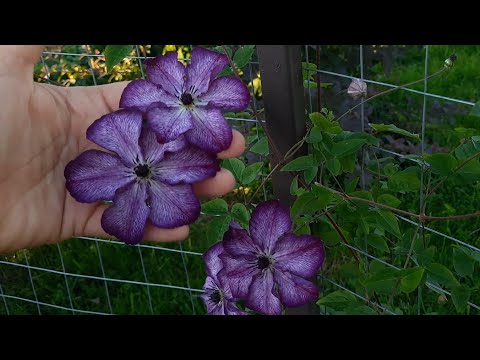 Видео: Клематисы. Разные сорта-разная сила роста.