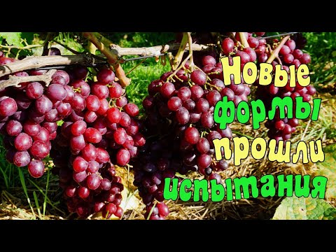 Видео: Виноград .Новые формы в открытом грунте.