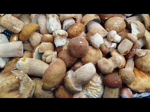 Видео: Какие боровики растут в августе. Начало волны сетчатых белых грибов. 🌿🍄