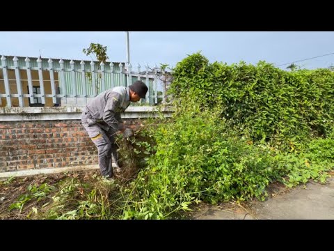 Видео: Заросшие живые изгороди — это неприятность. Мы здесь, чтобы помочь их очистить