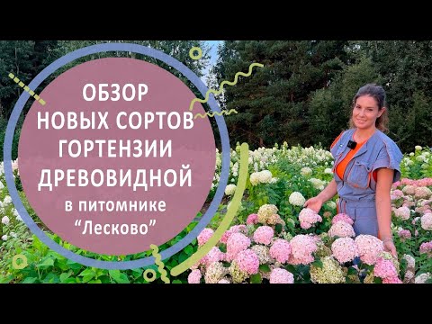 Видео: Обзор новых сортов гортензии древовидной в питомнике "Лесково"