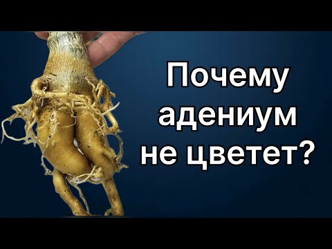 Видео: Почему этот адениум не цветет? Набирает бутоны и сбрасывает. И плохо растет! 20 апреля 2024 г.