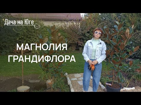 Видео: Дача на Юге - Магнолия Грандифлора