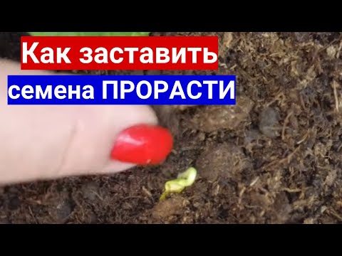 Видео: СЕМЕНА НА РАССАДУ НЕ ВСХОДЯТ - ЧТО ДЕЛАТЬ? СОВЕТ АГРОНОМА