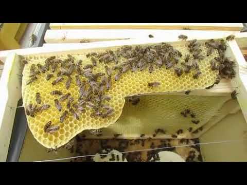 Видео: пчеловодство на ячейке 4,9 мм - часть 72, подстановка третьего корпуса снизу 26.05.2024