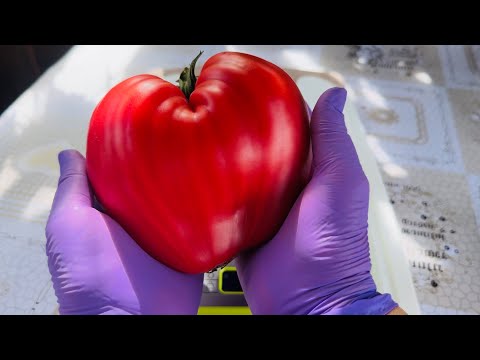 Видео: Обзор и Дегустация КРУПНОПЛОДНЫХ томатов!