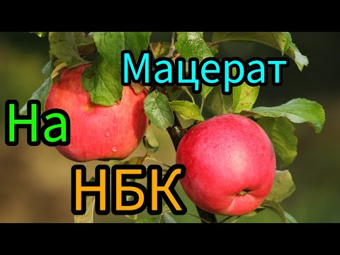 Видео: Яблочный мацерат на НБК, из  концентрированного сока.