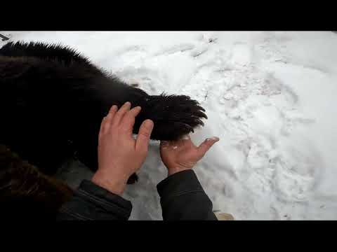 Видео: Лечим пятки медведю Мансуру