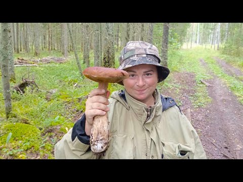 Видео: За два часа мешок грибов. Полянка белых и необычная лисичка 🦊