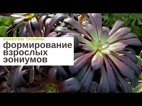 Видео: Когда нужно начинать формировать эониумы