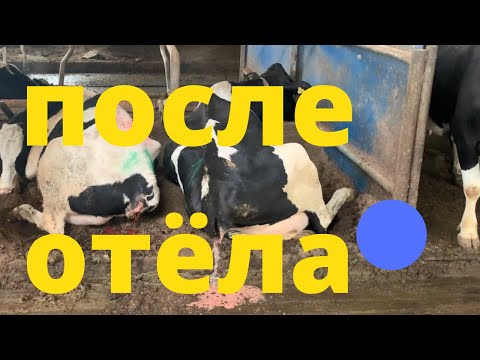 Видео: 10 дней после отела