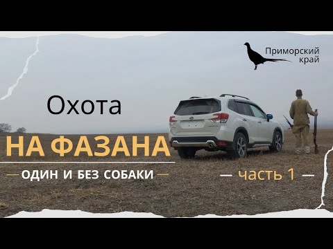 Видео: Охота на фазана. Один и без собаки. Часть 1 (Pheasant hunting. Solo and without a dog. Part 1)