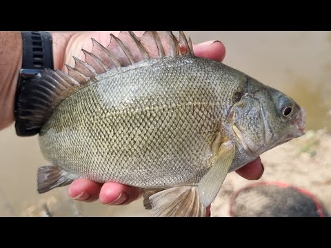 Видео: Непрерывная рыбалка в нижнем течении реки Муррей, включая мой самый большой в жизни серебристый о...