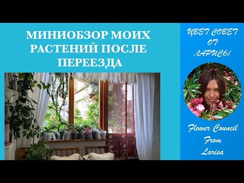 Видео: МИНИОБЗОР МОИХ РАСТЕНИЙ ПОСЛЕ ПЕРЕЕЗДА 06 09 2023