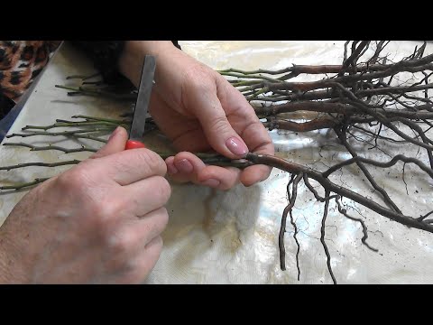 Видео: 🌹Зимняя окулировка роз.