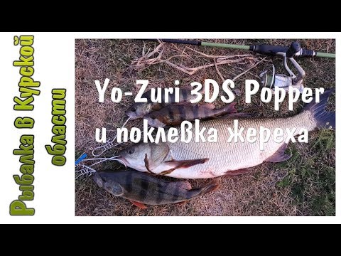 Видео: Yo-Zuri 3DS Popper и поклевка крупного жереха.  Рыбалка на спиннинг в начале сентября