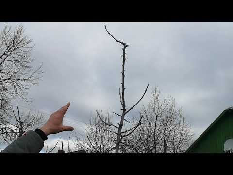 Видео: Вариант компактного расположения урожая черешни