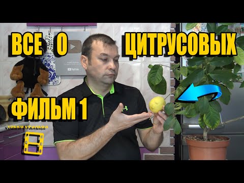 Видео: ВСЕ О ВЫРАЩИВАНИИ ЛИМОНА, МАНДАРИНА В ДОМАШНИХ УСЛОВИЯХ ФИЛЬМ 1. КАРАНТИН. ХЛОРОЗ. ЛИСТОПАД. МУЛЬЧА