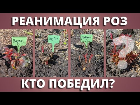 Видео: РЕЗУЛЬТАТ РЕАНИМАЦИИ РОЗ. От водки до новых технологий.17 мая 2024 г.