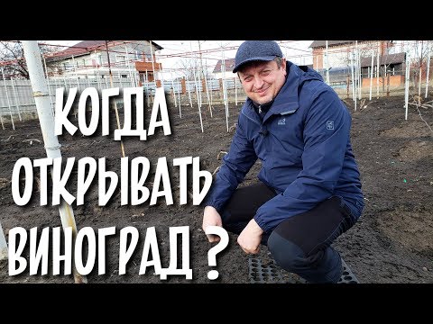 Видео: КОГДА ОТКРЫВАТЬ ВИНОГРАД???