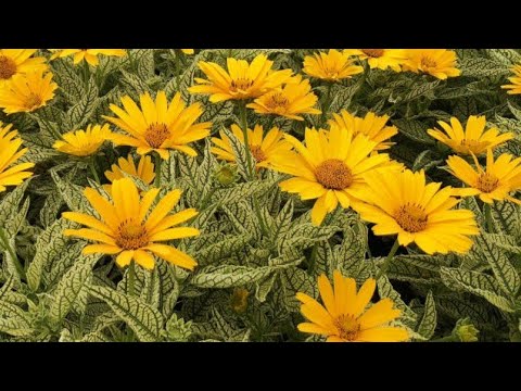 Видео: Рослини мого саду,які майже не потрапляють в кадр,знайомтеся#декоративнийсад 