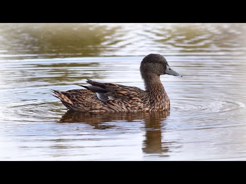 Видео: Охота с подсадными утками на весеннего селезня. Закрытие сезона 2023.