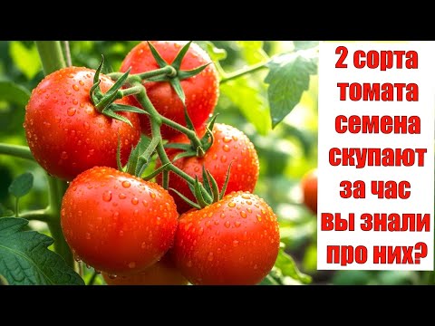Видео: Эти 2 сорта Томата Никто вам не посоветует ЛУЧШИЕ ТОМАТЫ ЗА 30 ЛЕТ