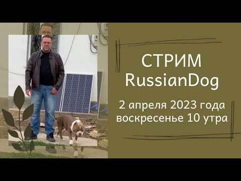 Видео: Стрим из питомника собак РашенДог (RussianDog)