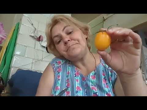 Видео: ОБЗОР МОИХ ТОМАТОВ И ЛУННОЕ ЗАТМЕНИЕ // В ОБЩЕМ ДЕРЕВЕНСКИЕ БУДНИ 