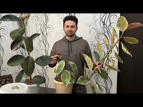 Видео: Как Размножать  Фикус ￼￼ Каучуконосный – Эластика  Тинеке￼  ￼