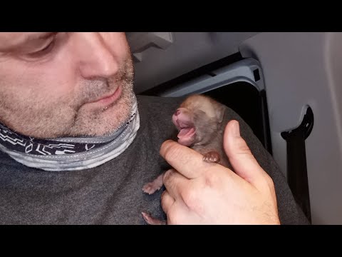 Видео: Дикая Собака Золотистая! Очень необычный волчонок.