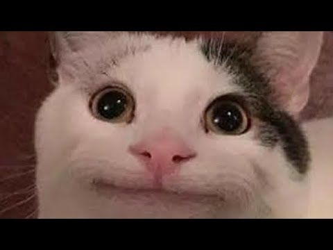 Видео: @TXPStudio сборник Белуги 1
