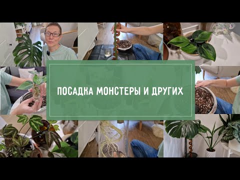 Видео: ПОСАДКИ огромного черенка МОНСТЕРЫ и других РАСТЕНИЙ