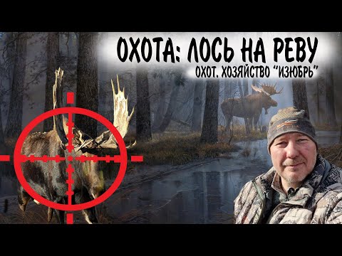 Видео: ОХОТА НА ЛОСЯ / ЛОСЬ НА РЕВУ