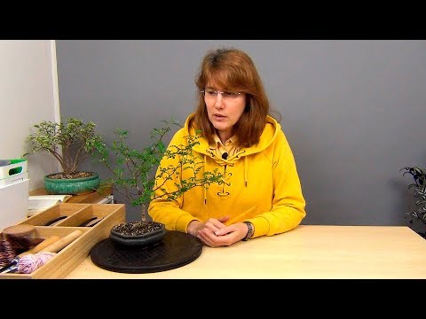 Видео: Бонсай из зантоксилума (ч.2).