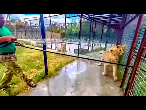 Видео: Посмотрите как молодые львы РЕАГИРУЮТ НА ШЛАНГ и кому из них понравилось купаться в жару )))