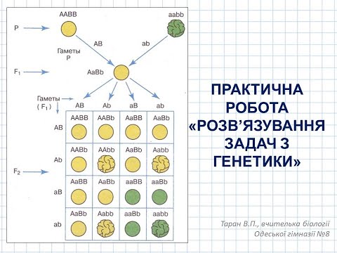 Видео: Розв'язування задач з генетики