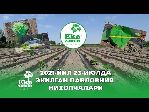 Видео: Ёзнинг жазирама иссиқ кунларида экилган Павловния ниҳолчаларининг бир ойлик натижаси билан танишамиз