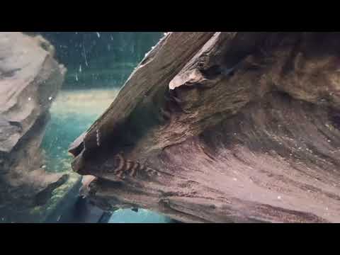 Видео: Мои Номерные Сомы