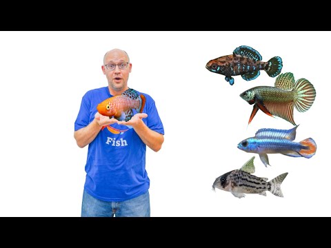 Видео: 27 НОВЫХ ВИДОВ РЫБ... Хотите увидеть эту КРАСАВИЦУ? Экскурсия по магазину аквариумных рыбок