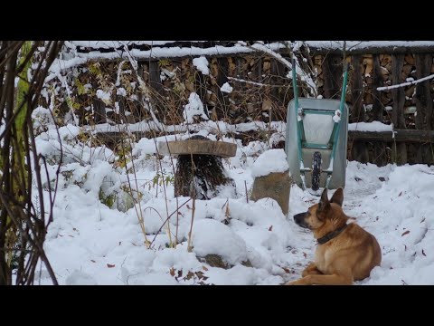 Видео: Первая кормушка, пёс-землеройка и приключения костяной ноги