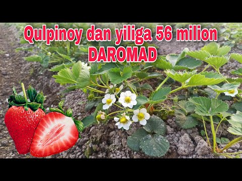 Видео: QULPINOY EKIB 4 SOTIX YERDAN 56 Milion DAROMAD QILISH 📞990603149 Кулипнай экиш ва етиштириш сирлари