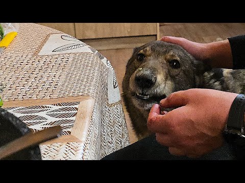 Видео: Ужин на троих 